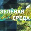 Кто и как в Беларуси ведет учет краснокнижных животных, птиц и растений? Рубрика «Зеленая среда»