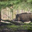 Белорусским охотникам будет разрешено использовать в личных целях добытого дикого кабана