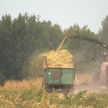Кукуруза и ее план аграрной урожайности: история аграрных экспериментов в Беларуси