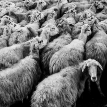 В Черном море утонули 14 тысяч овец
