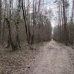 Посещение лесов ограничено только в одном районе Беларуси – Минлесхоз
