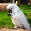 «Какая удивительная птичка!»: попугай нашел способ сделать печенье еще вкуснее (ВИДЕО)
