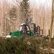 Минлесхоз предлагает внести изменения в правила по реализации древесины населению