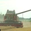В Могилевской области убрано более 40% площадей зерновых