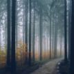 Запреты и ограничения на посещение лесов в Беларуси: куда нельзя ходить и каким может быть штраф
