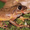 В честь Греты Тунберг назвали новый вид панамских лягушек