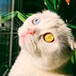 Кот с разноцветными глазами очаровал соцсети