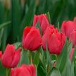 50 тыс. тюльпанов вырастил Гомельский лесхоз к 8 Марта