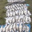 Трое браконьеров из Вилейки задержаны с 176 кг рыбы