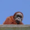 В Индонезии зоозащитники спасли самку орангутанга из секс-рабства