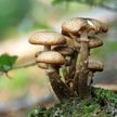 Случаи отравлений грибами участились в Беларуси: уже зарегистрировано 36