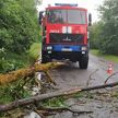 Падали деревья и пропадало электричество – Брестская область пострадала из-за непогоды