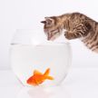 Кот разговаривает с рыбами! Только посмотрите, как эмоционально! (ВИДЕО)