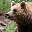 В Витебской области растет количество медведей. Что делать, если встретили животное?