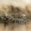 Браконьер выловил в российской реке крокодила