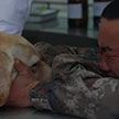 Видео, от которого наворачиваются слезы: солдат расплакался, прощаясь со служебной собакой