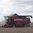 ​Барановичский район собрал 100 тысяч тонн зерна первым в Брестской области