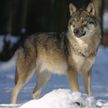 Бешеный волк покусал женщину в Сенненском районе