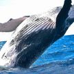Горбатый кит у берегов Калифорнии проглотил двух туристок (ВИДЕО)