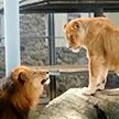 В Гродненском зоопарке влюбился лев Джонни