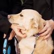 Собака Майи Санду набросилась на президента Австрии (ВИДЕО)
