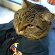 В российской пожарной части поселился кот Семен. Он ходит на построения, провожает караулы на вызовы и просто работает талисманом