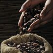 Мировые цены на какао-бобы побили рекорд