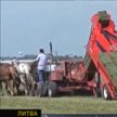 Последствия санкций для Литвы: фермеры из-за роста цен на топливо заменяют тракторы лошадьми
