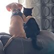 Кот и пёс в обнимку смотрят в окно – очень милое видео