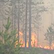 ​Лесные пожары в Швеции привели к эвакуации жителей и очередям на границе