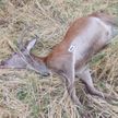 Браконьеры убили благородного оленя в Березовском районе