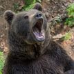 Трехлапый медведь вломился в дом и выпил алкогольные коктейли хозяев