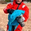 «Пасхального тюлененка» спасли в Санкт-Петербурге