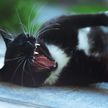 «Ты слишком громко дышишь»: кот побил лапой невинного спящего пса и рассмешил соцсети