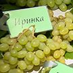 Белорусские виноградари встретились под Минском