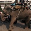 Последние городские слоны исчезнут с улиц Нью-Дели