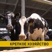 Как работает полесское сельхозпредприятие «Парохонское», где содержат самое большое в стране поголовье скота