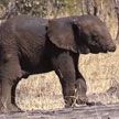 Слонёнка без хобота заметили в ЮАР