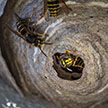 В МЧС рассказали, что делать, если дома завелись осы или пчелы