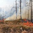 Запрет на посещение лесов отменён уже в 44 районах Беларуси