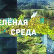 Чем уникальны белорусские деревья? Рубрика «Зеленая среда»