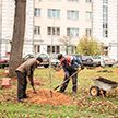 Житель Полоцка высадил в своем микрорайоне около 500 деревьев и кустарников