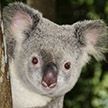 Спасенных от лесных пожаров коал в Австралии начали выпускать на волю