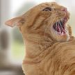 5 шокирующих историй о котах-«киллерах»