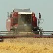 Более 9 млн тонн зерна с учетом рапса и кукурузы намерены намолотить аграрии