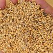 Уборочная-2022: в Беларуси намолочено 5 млн тонн зерна