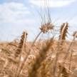 Украину обвинили в уничтожении польского села техническим зерном