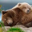 Семейство медведей впало в спячку в здании японской поликлиники