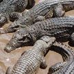 Более 200 крокодилов гуляли по городам Мексики