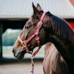 Спортсменку из России дисквалифицировали на два года за то, что она избила лошадь